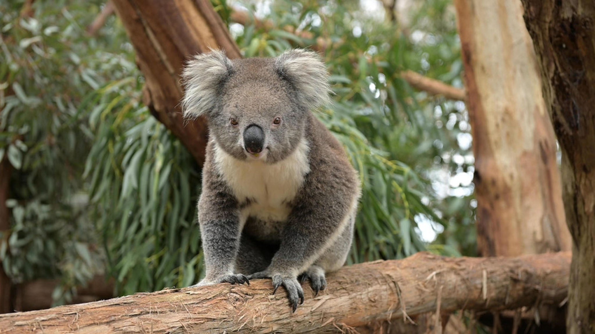 photo-wwf-koala-branch-tree