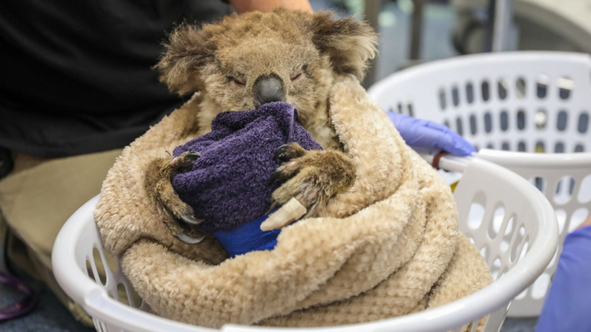 photo-wwf-koala-blanket