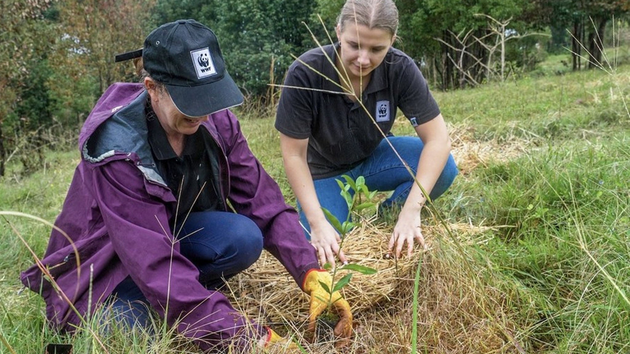 photo-wwf-tree-planting